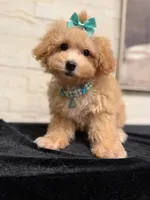 Lilly, a female Poodle - Miniature  and Bichpoo for sale in Staten Island, NY – 2 of 5