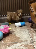 Bunny , a male Poodle - Toy  and Bichpoo for sale in Staten Island, NY – 6 of 8