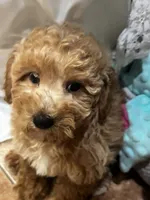 Bunny , a male Poodle - Toy  and Bichpoo for sale in Staten Island, NY – 2 of 8