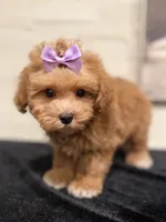 Maggie , a female Poodle - Miniature  and Bichpoo for sale in Staten Island, NY – 1 of 4