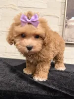 Maggie , a female Poodle - Miniature  and Bichpoo for sale in Staten Island, NY – 2 of 4