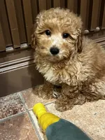 Bunny , a male Poodle - Toy  and Bichpoo for sale in Staten Island, NY – 4 of 8