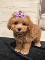 Maggie , a female Poodle - Miniature  and Bichpoo for sale in Staten Island, NY – 4 of 4