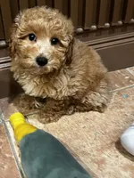 Bunny , a male Poodle - Toy  and Bichpoo for sale in Staten Island, NY – 3 of 8