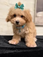 Lilly, a female Poodle - Miniature  and Bichpoo for sale in Staten Island, NY – 5 of 5