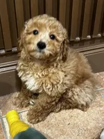 Bunny , a male Poodle - Toy  and Bichpoo for sale in Staten Island, NY – 5 of 8
