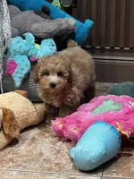 Bunny , a male Poodle - Toy  and Bichpoo for sale in Staten Island, NY – 7 of 8