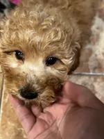 Bunny , a male Poodle - Toy  and Bichpoo for sale in Staten Island, NY – 1 of 8