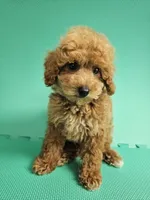 Louie, a male Bichpoo for sale in New York, NY – 3 of 4