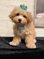 Lilly, a female Poodle - Miniature  and Bichpoo for sale in Staten Island, NY – 4 of 5