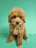 Louie, a male Bichpoo for sale in New York, NY – 4 of 4