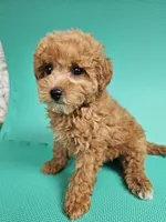 Louie, a male Bichpoo for sale in New York, NY – 2 of 4