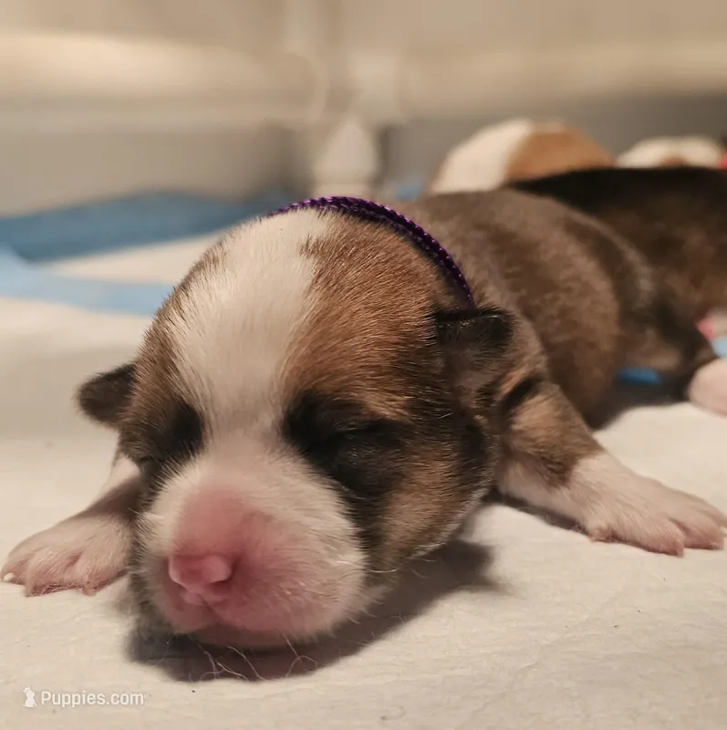 Luna – Pembroke Welsh Corgi puppy for sale in Home, WA