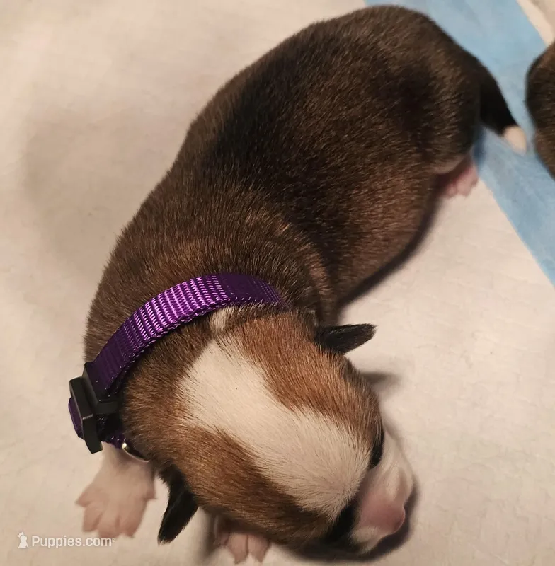 Luna – Pembroke Welsh Corgi puppy for sale in Home, WA