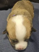 Luna, a female Pembroke Welsh Corgi for sale in Home, WA – 3 of 6