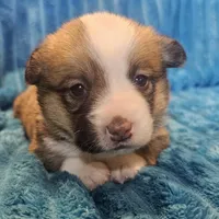 Luna, a female Pembroke Welsh Corgi for sale in Home, WA – 2 of 6