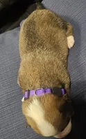 Luna, a female Pembroke Welsh Corgi for sale in Home, WA – 4 of 6