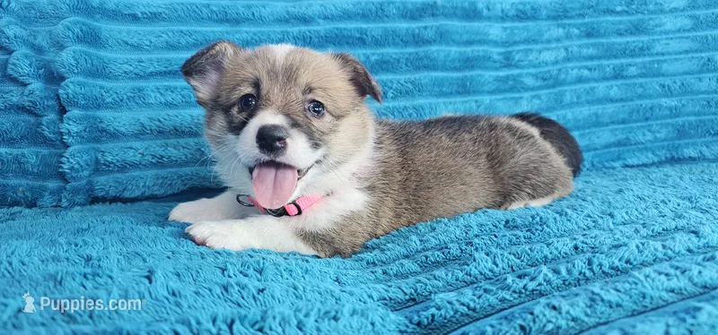 Nova – Pembroke Welsh Corgi puppy on hold in Home, WA