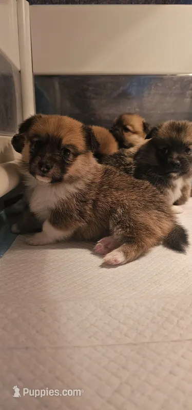 Mufasa – Pembroke Welsh Corgi, Pomeranian puppy for sale in Home, WA
