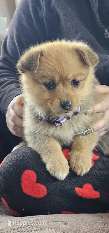Zira – Pembroke Welsh Corgi, Pomeranian puppy for sale in Home, WA