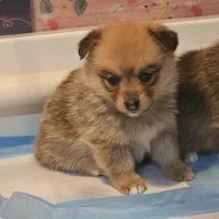 Zira, a female Pembroke Welsh Corgi and Pomeranian for sale in Home, WA – Photo 6 of 8