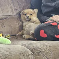 Zira, a female Pembroke Welsh Corgi and Pomeranian for sale in Home, WA – Photo 4 of 8
