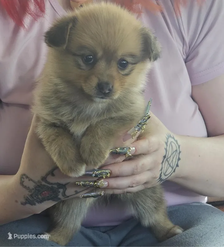 Zira – Pembroke Welsh Corgi, Pomeranian puppy for sale in Home, WA