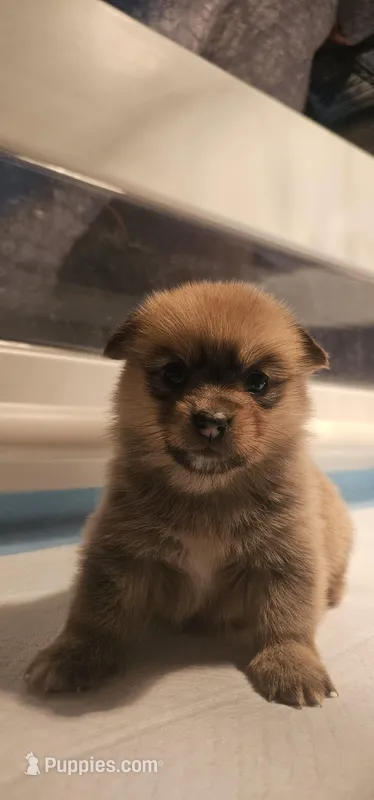 Zira – Pembroke Welsh Corgi, Pomeranian puppy for sale in Home, WA