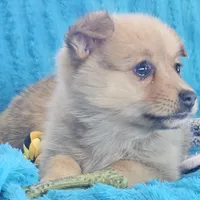 Zira, a female Pembroke Welsh Corgi and Pomeranian for sale in Home, WA – Photo 1 of 8
