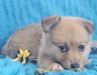 Zira, a female Pembroke Welsh Corgi and Pomeranian for sale in Home, WA – Photo 2 of 8
