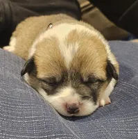 Nova, a female Pembroke Welsh Corgi for sale in Home, WA – 4 of 7