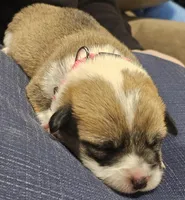 Nova, a female Pembroke Welsh Corgi for sale in Home, WA – 5 of 7