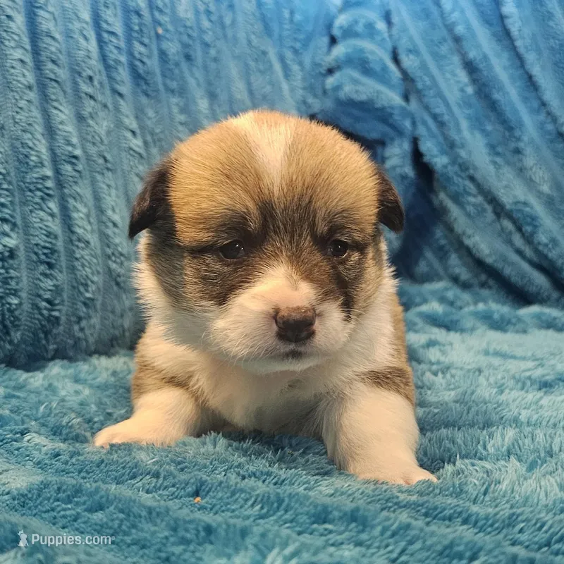 Nova – Pembroke Welsh Corgi puppy for sale in Home, WA
