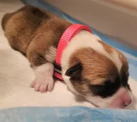 Nova, a female Pembroke Welsh Corgi for sale in Home, WA – Photo 1 of 2