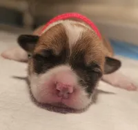 Nova, a female Pembroke Welsh Corgi for sale in Home, WA – Photo 2 of 2