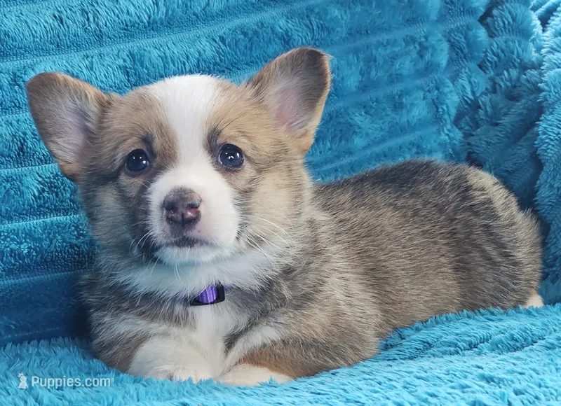 Luna – Pembroke Welsh Corgi puppy for sale in Home, WA