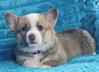 Luna, a female Pembroke Welsh Corgi for sale in Home, WA – 1 of 6