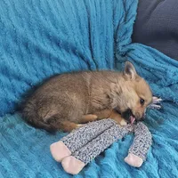Nala, a female Pembroke Welsh Corgi and Pomeranian for sale in Home, WA – Photo 1 of 8