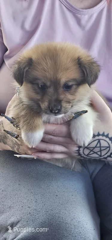 Nala – Pembroke Welsh Corgi, Pomeranian puppy for sale in Home, WA