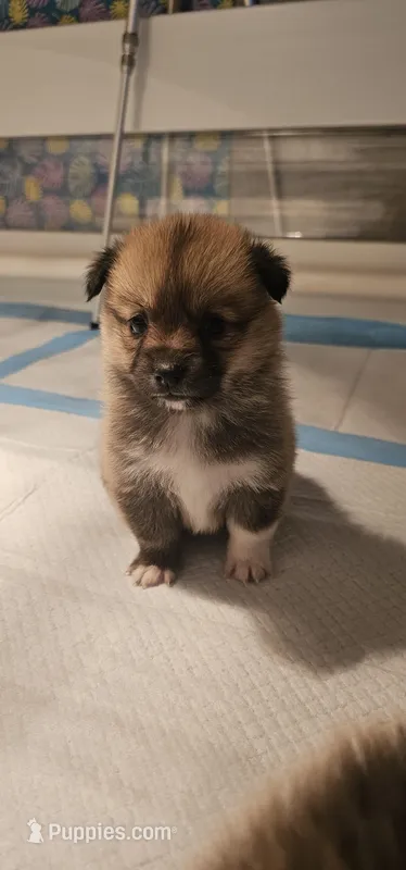 Nala – Pembroke Welsh Corgi, Pomeranian puppy for sale in Home, WA