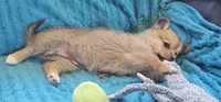 Nala, a female Pembroke Welsh Corgi and Pomeranian for sale in Home, WA – Photo 2 of 8