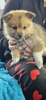Nala, a female Pembroke Welsh Corgi and Pomeranian for sale in Home, WA – Photo 4 of 8