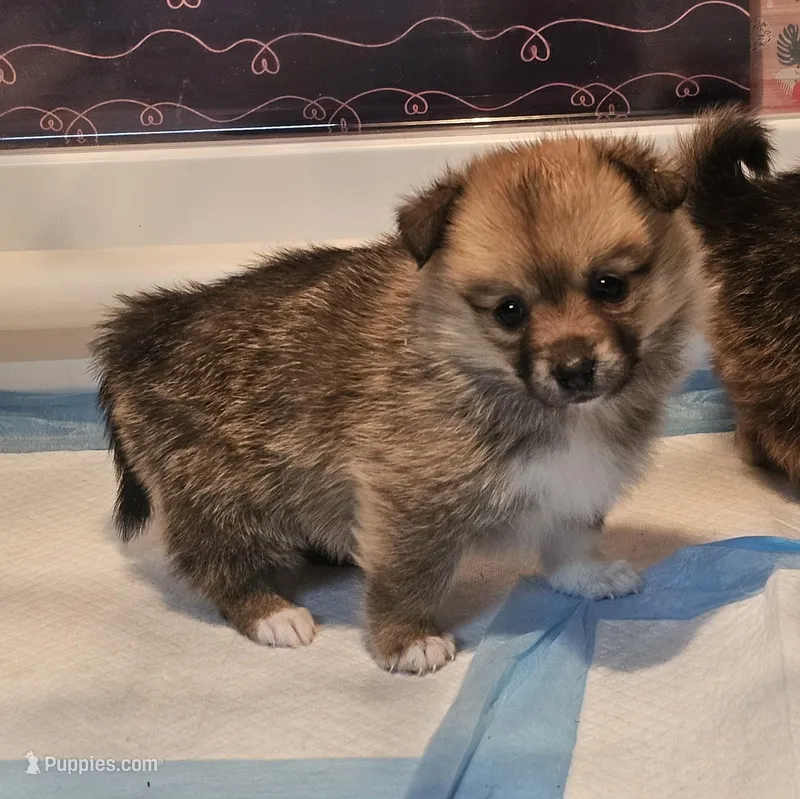 Nala – Pembroke Welsh Corgi, Pomeranian puppy for sale in Home, WA