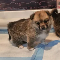 Nala, a female Pembroke Welsh Corgi and Pomeranian for sale in Home, WA – Photo 6 of 8