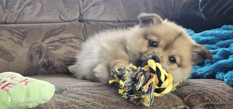 Nala – Pembroke Welsh Corgi, Pomeranian puppy for sale in Home, WA