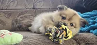 Nala, a female Pembroke Welsh Corgi and Pomeranian for sale in Home, WA – Photo 3 of 8