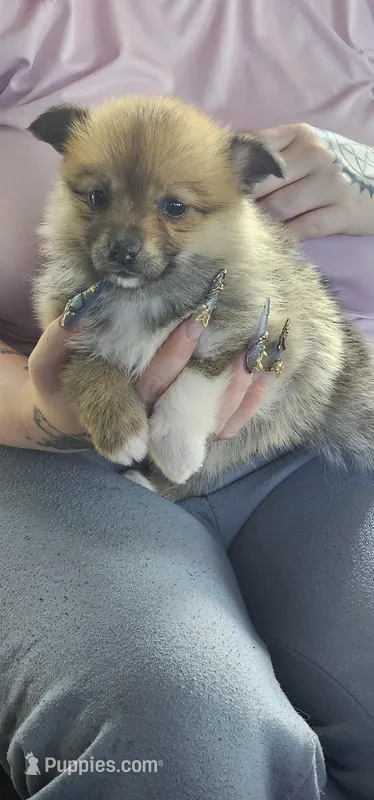 Nala – Pembroke Welsh Corgi, Pomeranian puppy for sale in Home, WA