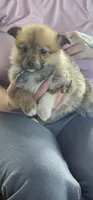 Nala, a female Pembroke Welsh Corgi and Pomeranian for sale in Home, WA – Photo 5 of 8