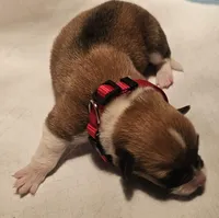 Stella , a female Pembroke Welsh Corgi for sale in Home, WA – Photo 2 of 2