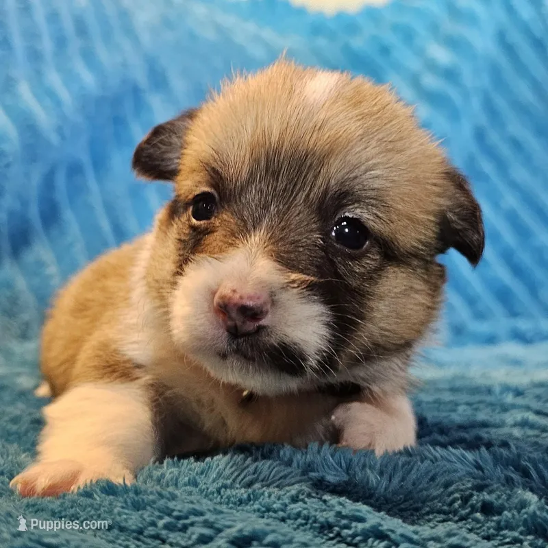 Stella  – Pembroke Welsh Corgi puppy for sale in Home, WA